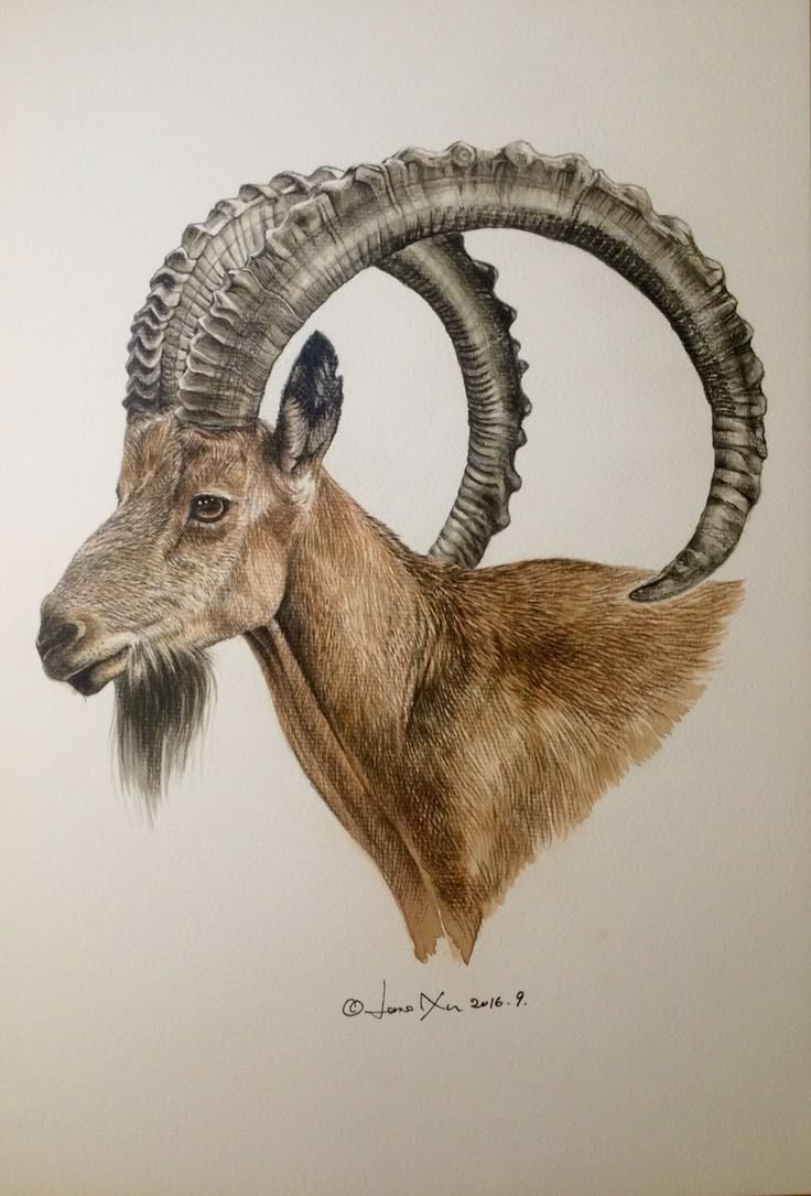 北山羊》水彩＋彩铅，8开水彩纸。许宁水彩画。“ibex”，Jane Xu water