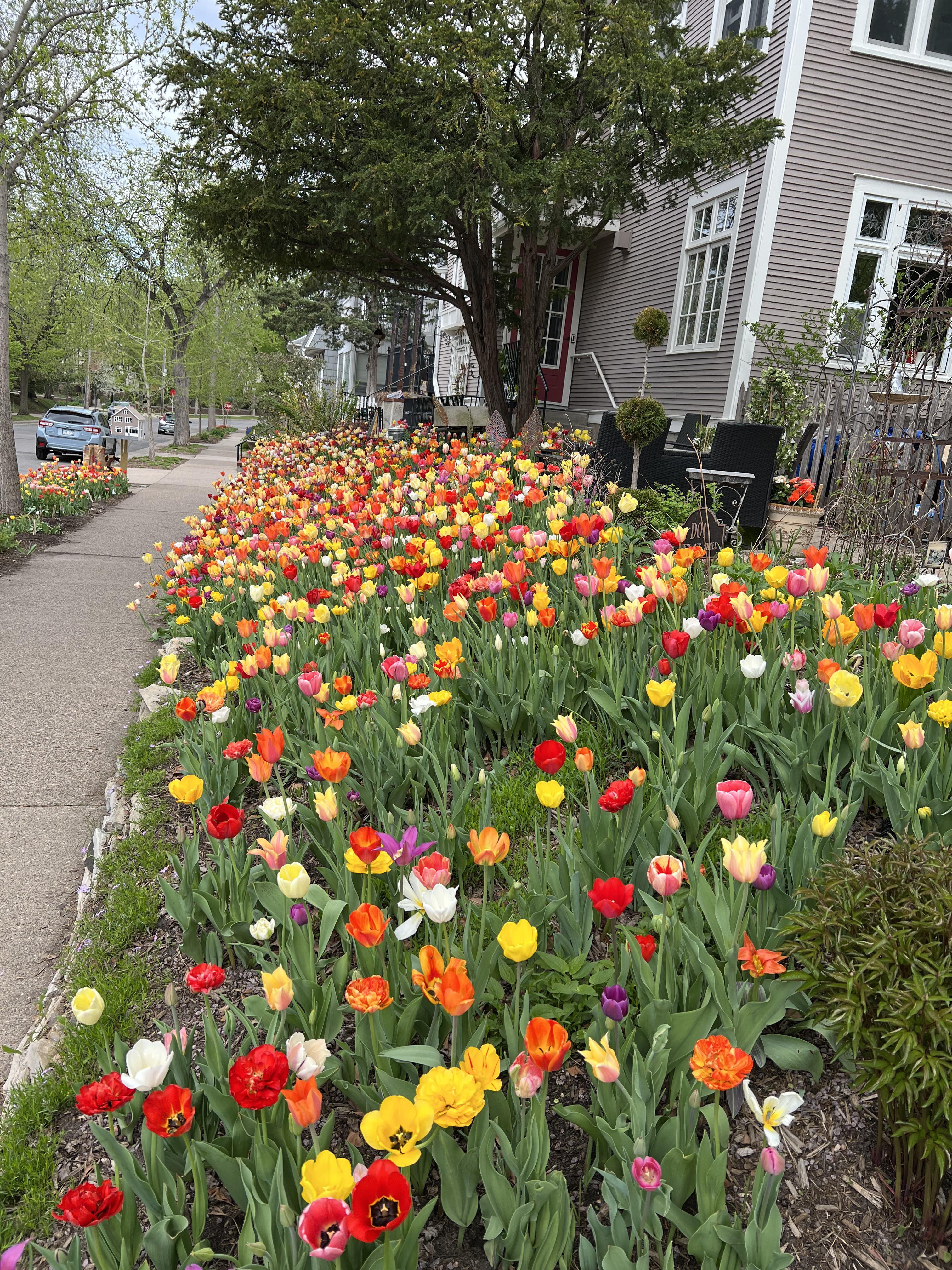 The tulip house is back in full form. This is hardly all of them