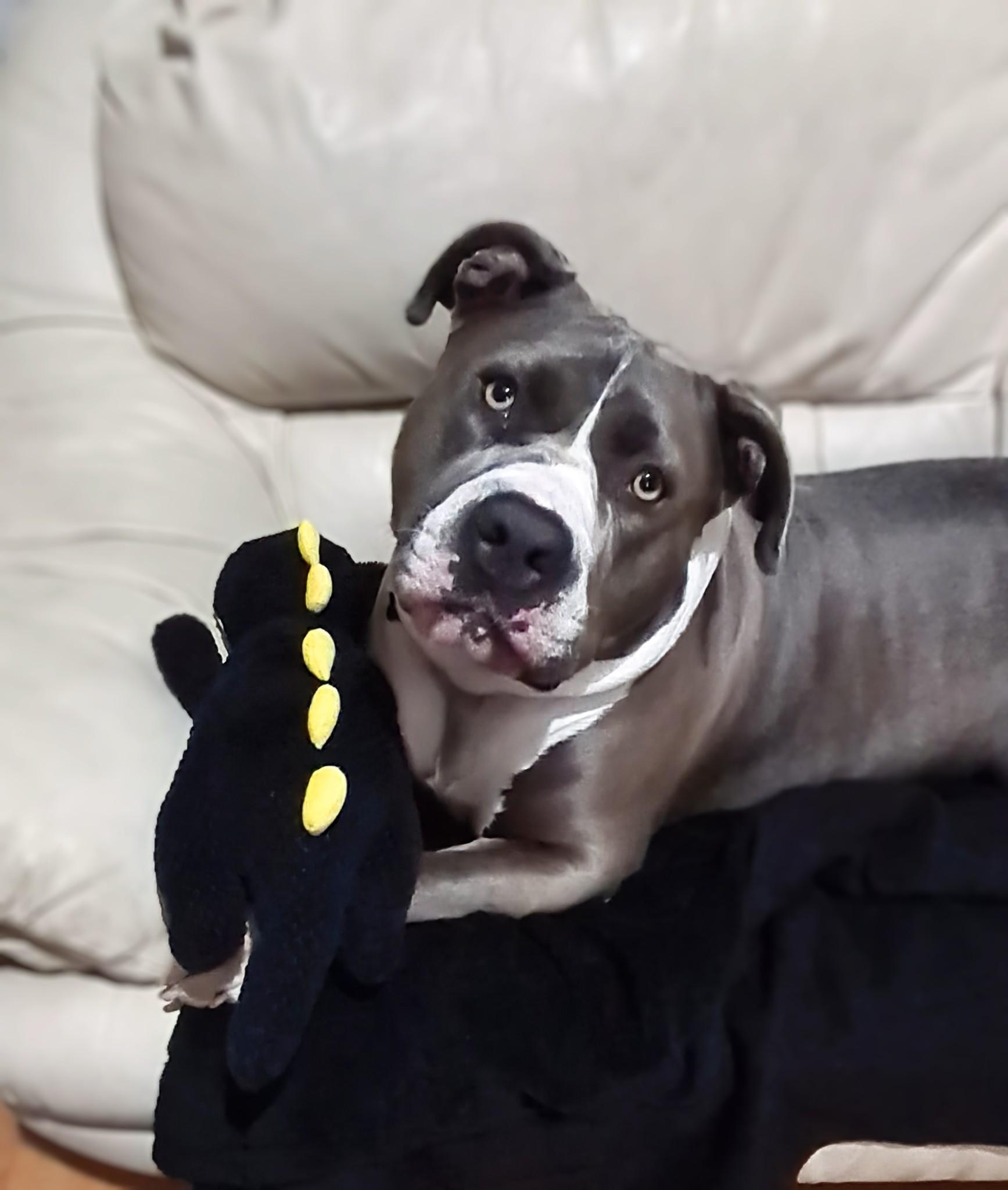 My vicious pitbull : r/pitbulls