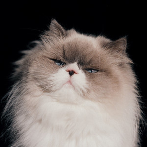 さよーならあなた (Second Edition) - EP oleh カネコアヤノ | Spotify