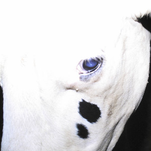 Silica Gel 실리카겔 - Album by Silica Gel | Spotify