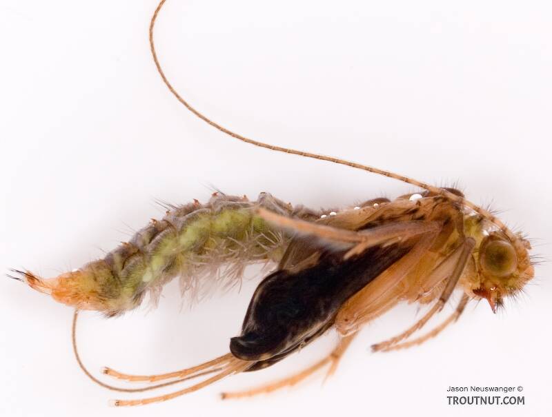 pupa/floating 6 pupas～Live in Tokyo2008 pupa Live Tour 2008