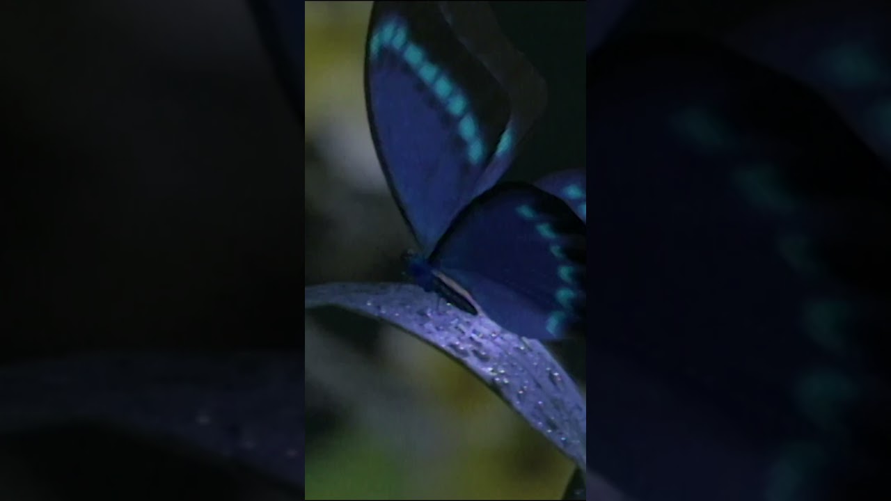 竹内まりや - 真夜中のナイチンゲール #shorts #MariyaTakeuchi