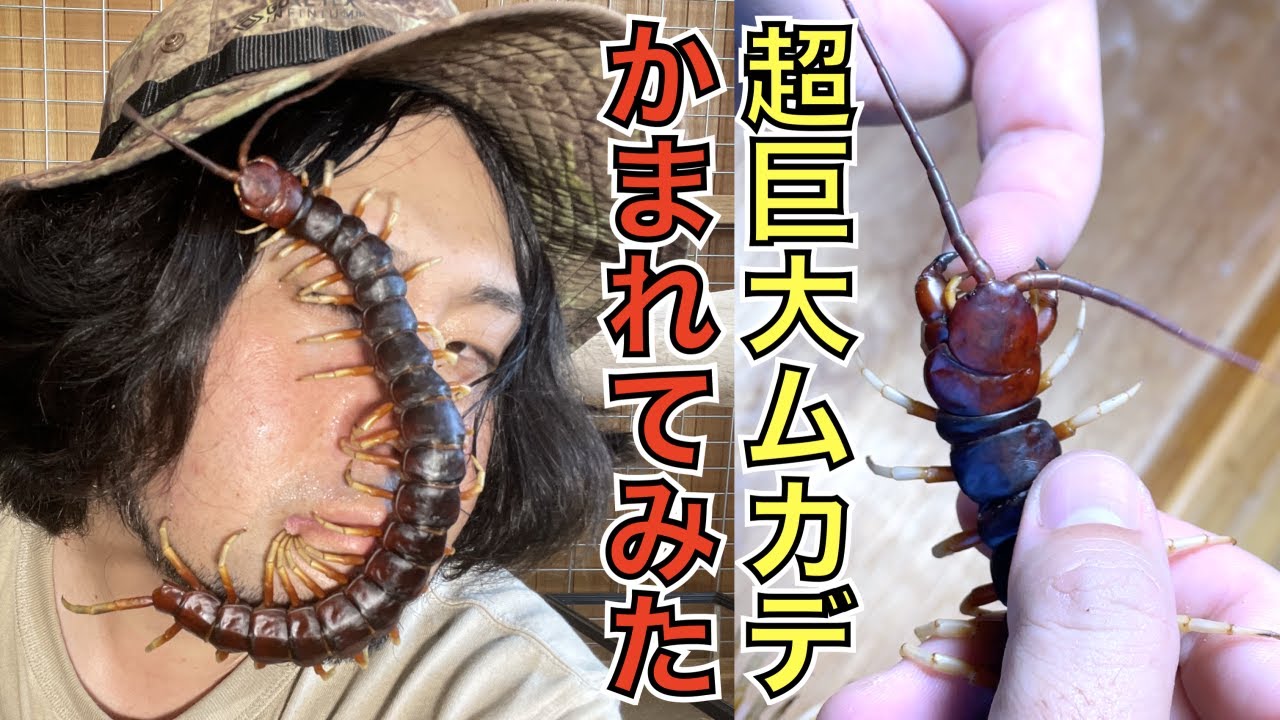 Get bitten and find out! What happens if you get bitten by the