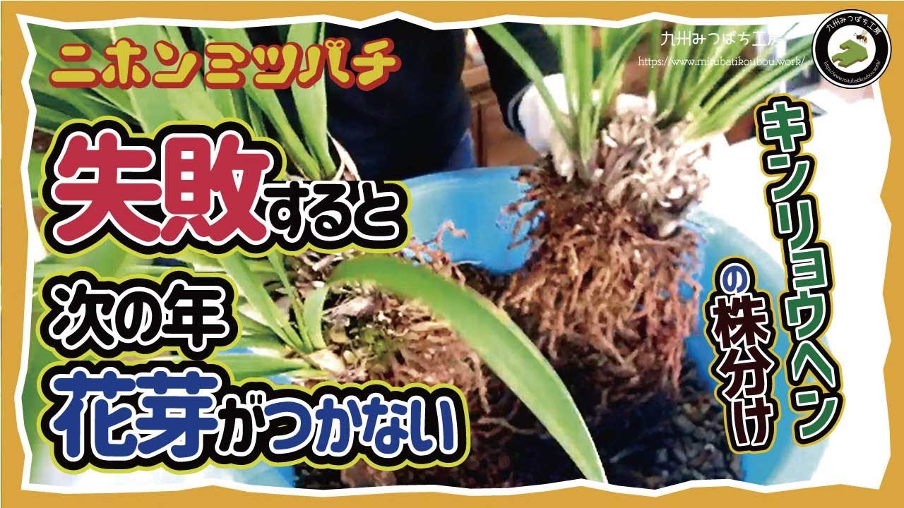 Dividing Goldenrod] Tips and fertilizers to avoid failure - How to