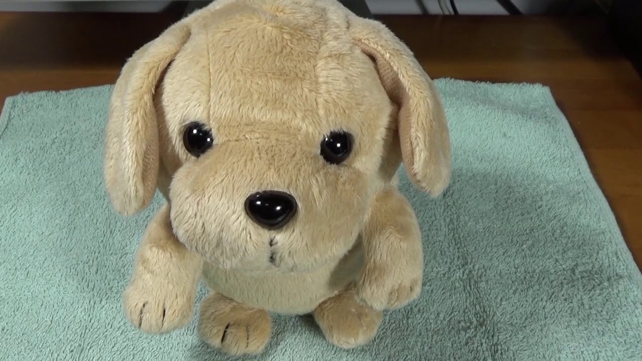 こえマネわんちゃん 楽しくおしゃべり - YouTube