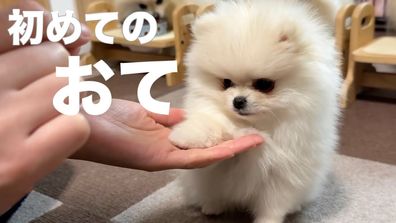 Pomeranian puppy learning to hold - YouTube