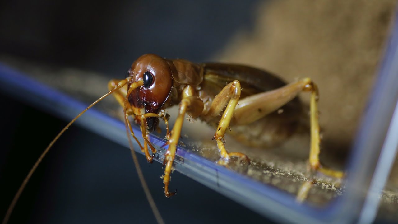 The case was destroyed by Sia ferox, I'll change the breeding