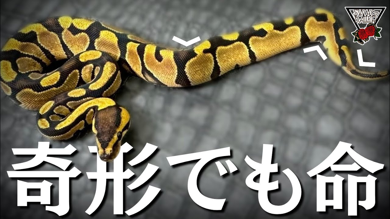 Preparation] What is the reality of ball pythons born with