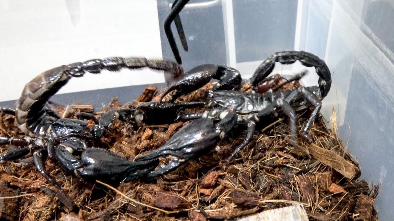 マレーシアの巨大サソリをオスとメス一緒に入れた結果… - YouTube