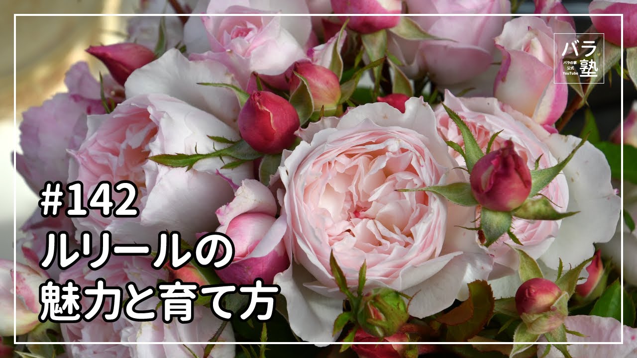 142 The charm of Lureel and how to grow it - YouTube