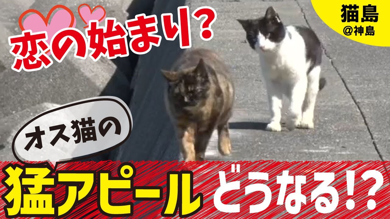 猫島】にらまれてたじたじに…若いオス猫・ボスへの道｜三重・神島