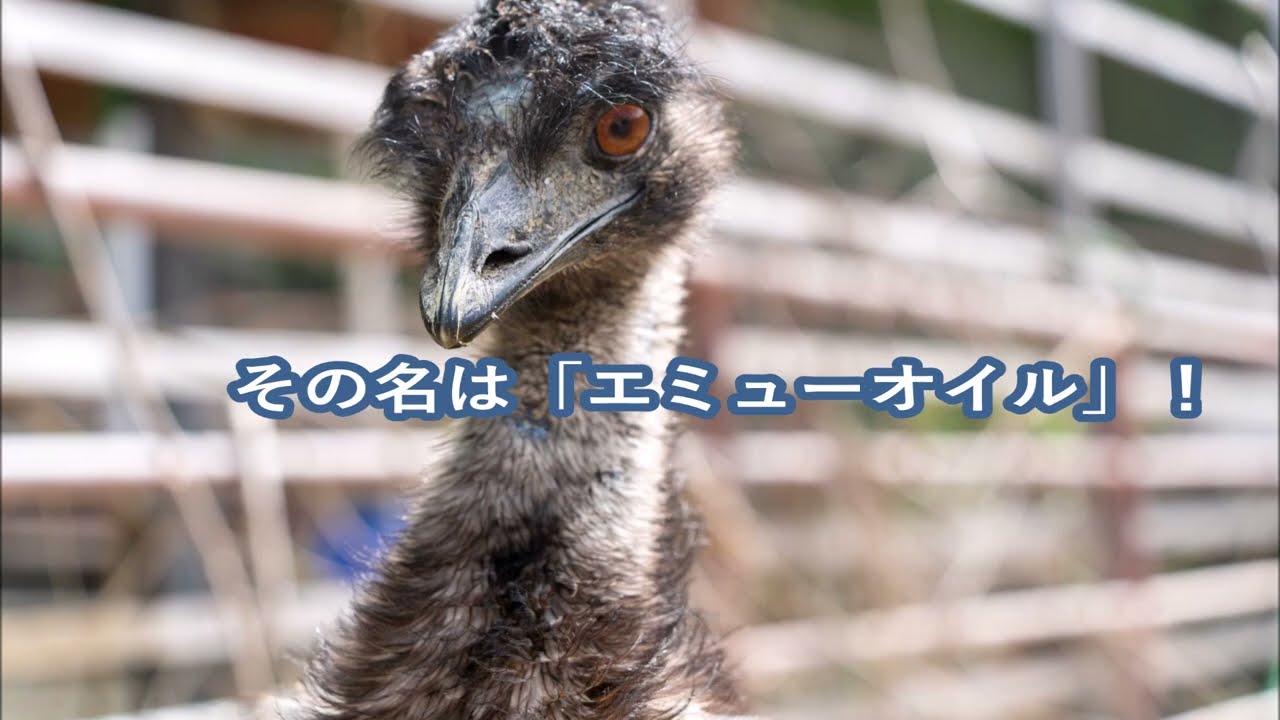 マギヤ薬局イチオシ凄オイル「プレミアム100エミューエッセンス」で