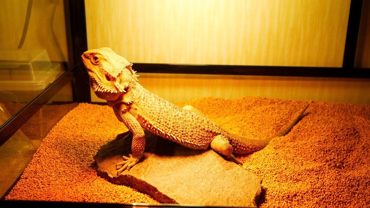 新しいケージを設置【パンテオン9045】 - YouTube