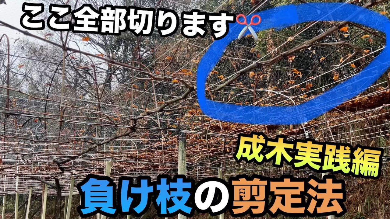 ぶどう負け枝の剪定方法[成木実践編]〜これをマスターすればどんな