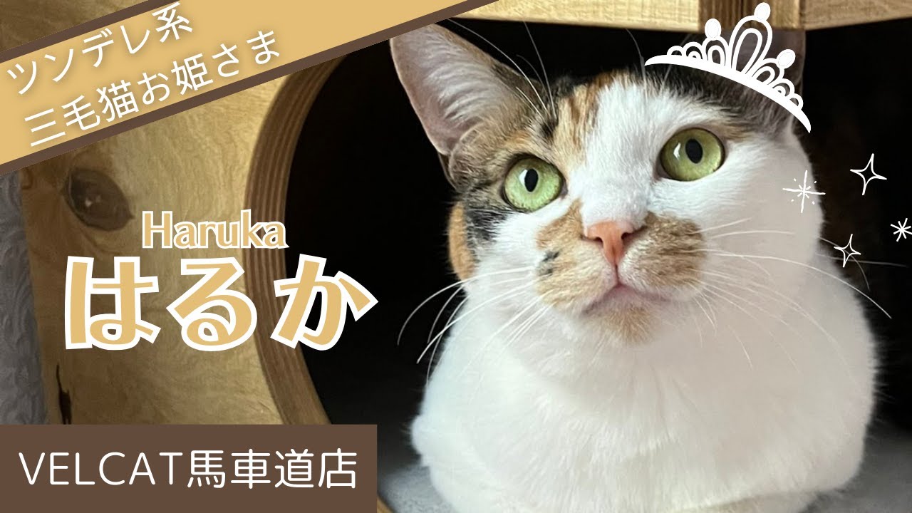 ねこ紹介①】三毛猫はるかちゃん～ツンデレ姫の日常～ - YouTube