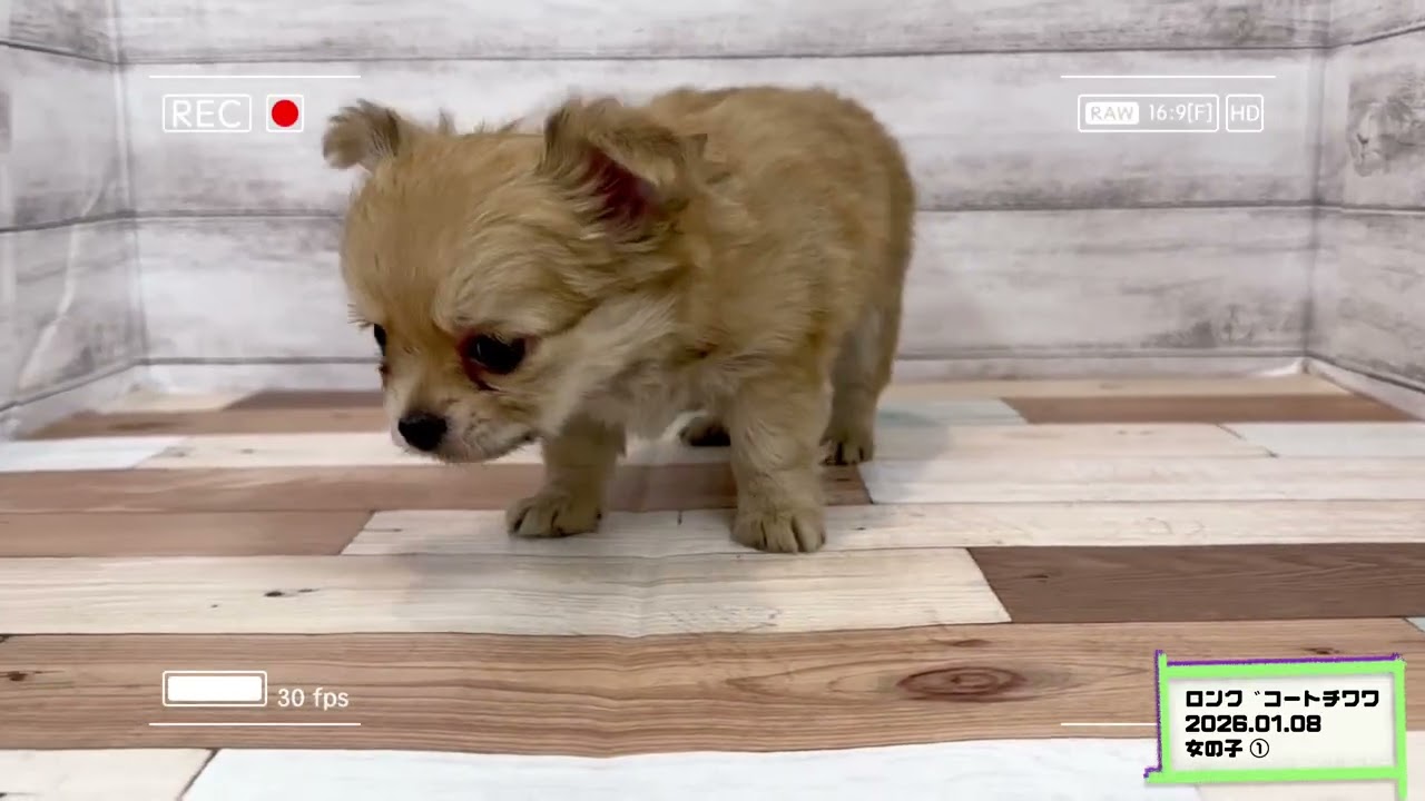 ロングコートチワワ 20260108 女の子 ① - YouTube