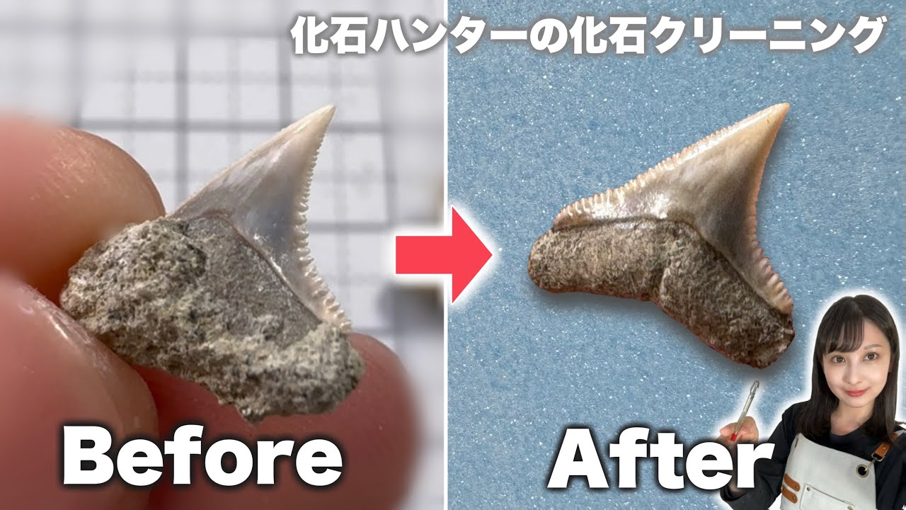 How to clean fossilized shark teeth! Cleaning a reef shark in