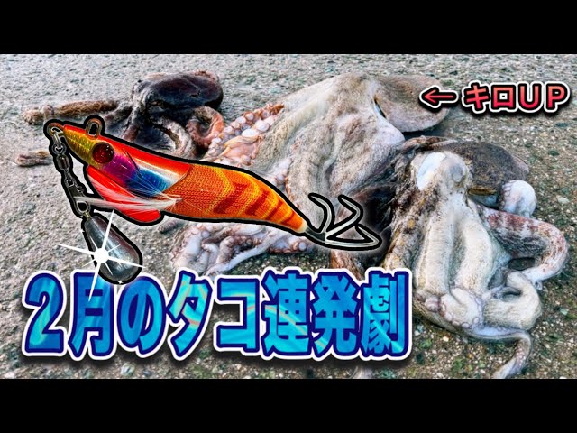 タコ釣り】2月の早朝にタコ釣り行ったらハイシーズンだった【オクト