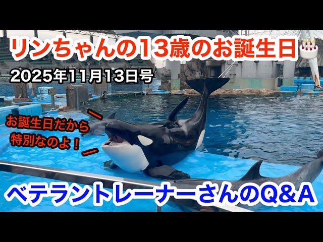 シャチのリンちゃんの13歳のお誕生日🎂《特別》ベテラントレーナーさん