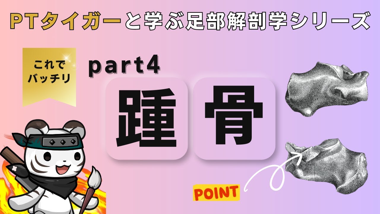 Learning Foot Anatomy with Bone Models: Part 4: Calcaneus [PT