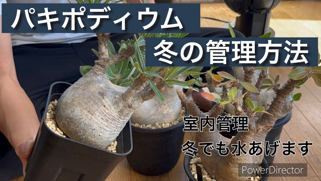 How to care for Pachypodium in winter (on Earth) - YouTube