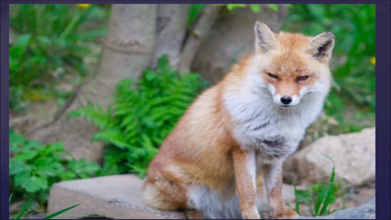 Canon EF 70-200mm f/2.8L USM- Sample photos - YouTube