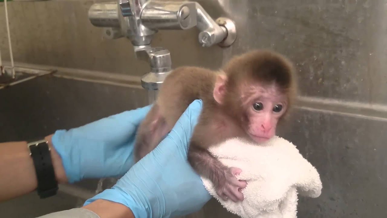 ニホンザルの赤ちゃん人工哺育記（後編）