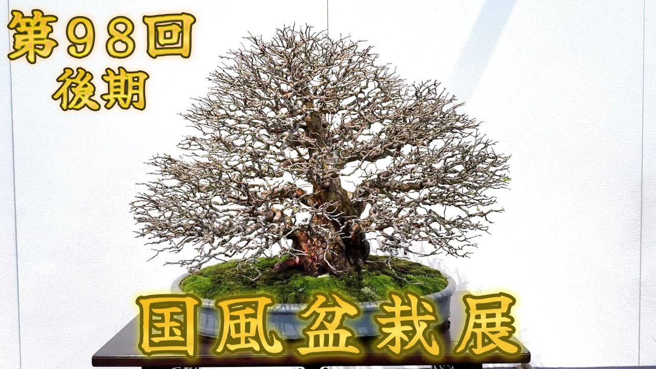 盆栽】第98回 国風盆栽展 後期【Bonsai】The 98th Kokufu Bonsai