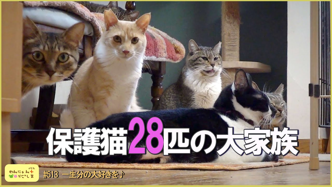 2026/1/31 OA わんにゃんプラスかごしま♪【動画】＃513「一生分の