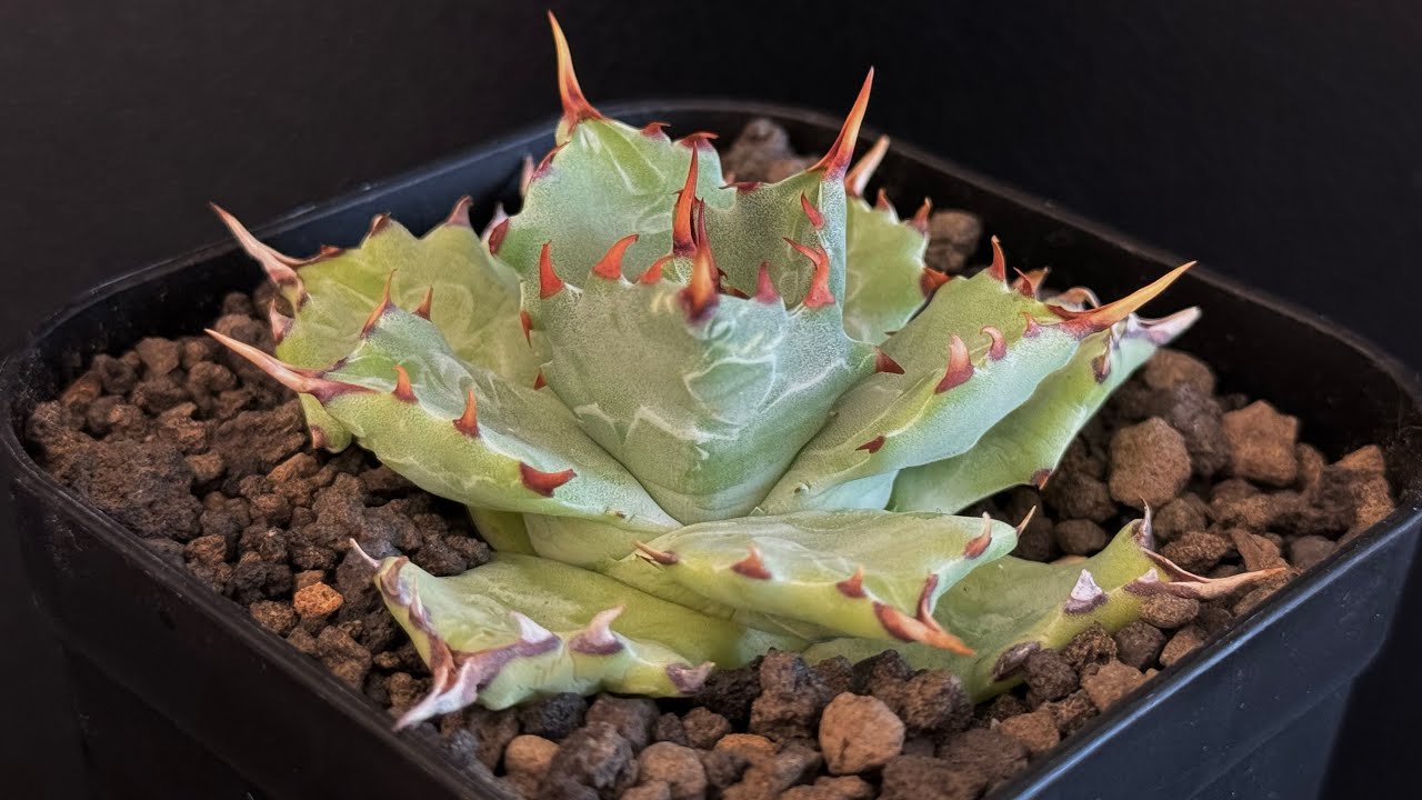 アガベ・姫蠍蟹 (小株)-002｜Agave gypsophila x isthmensis