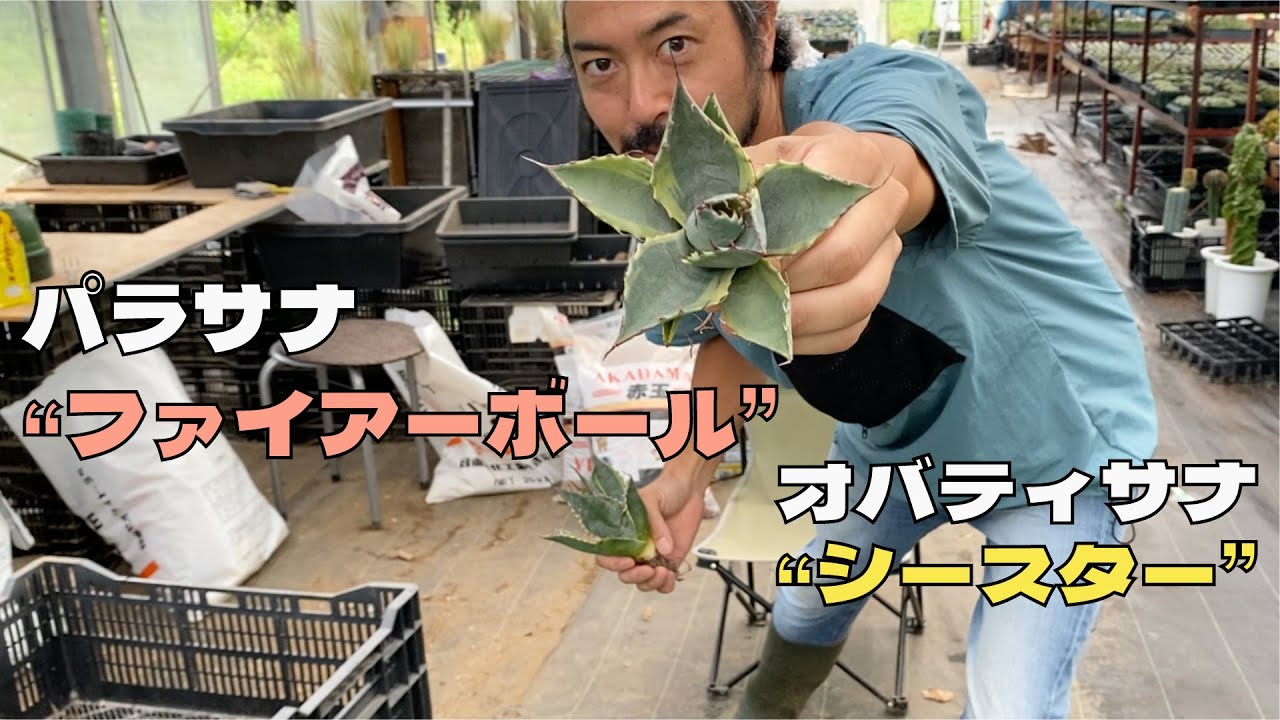 Introducing the variegated agave Parasana 