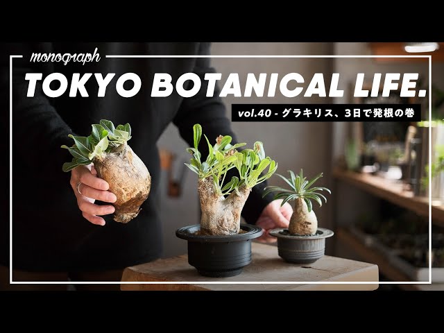 3日で発根!? パキポディウム・グラキリスの新しい発根管理法が調子良い
