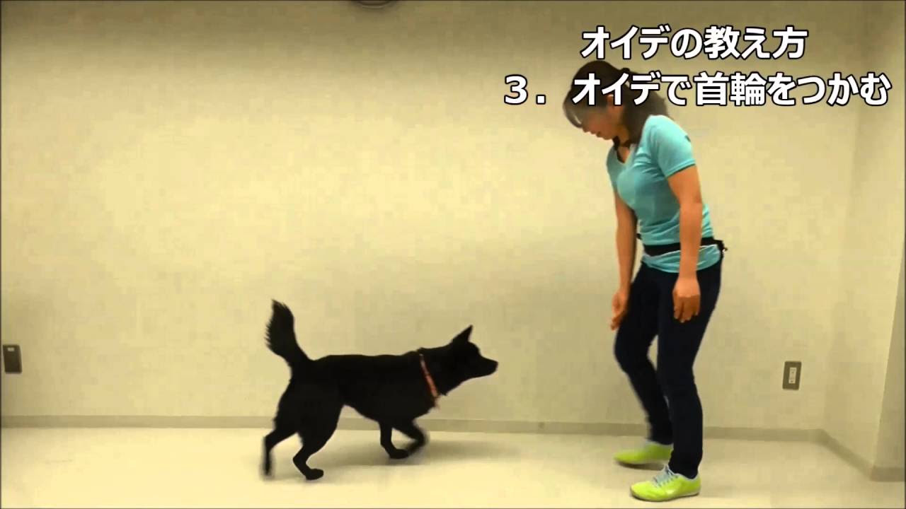 オイデの教え方【犬のしつけ方＠横浜】 by遠藤エマ トレーナー - YouTube