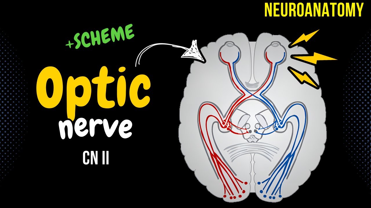 CN 2: Optic Nerve (Scheme, Pathway, Lesions) | Neuroanatomy - YouTube