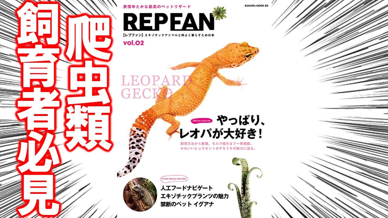 I love leopard geckos!] Introducing REPFAN vol.2. - YouTube