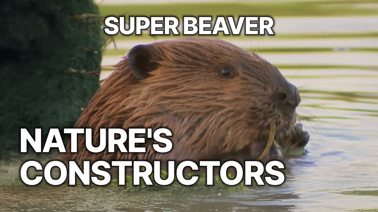 Super Beaver | Nature's Constructors - YouTube
