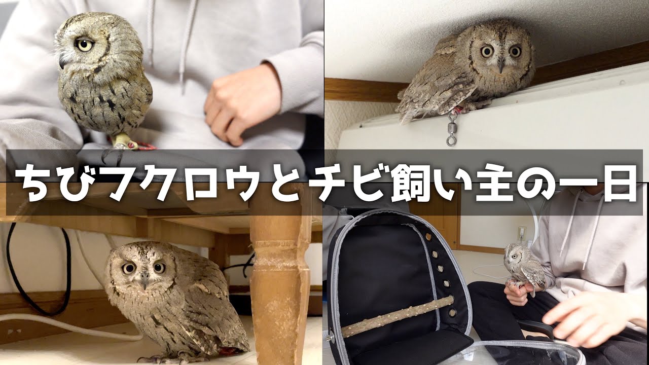 Vlog] A real daily routine for a small owl and its short owner