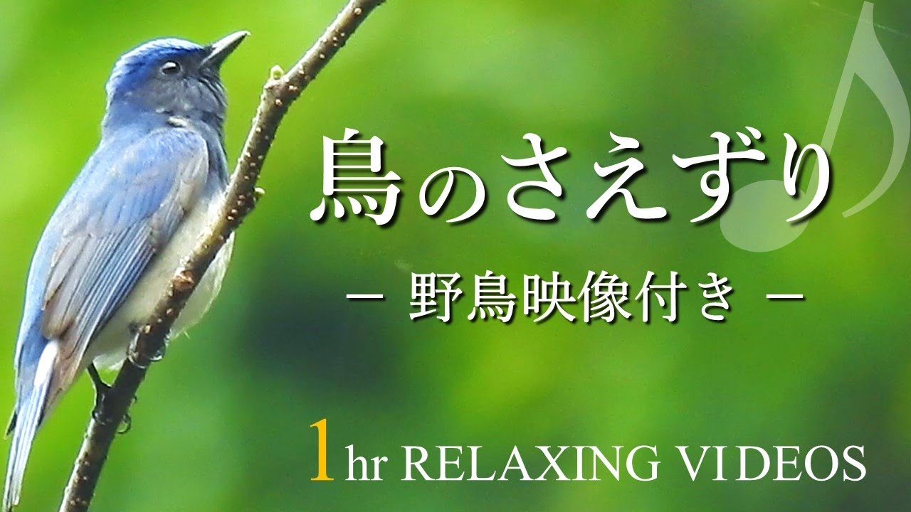 Spring Forest / Bird Singing / 1 hour Relaxing videos - YouTube