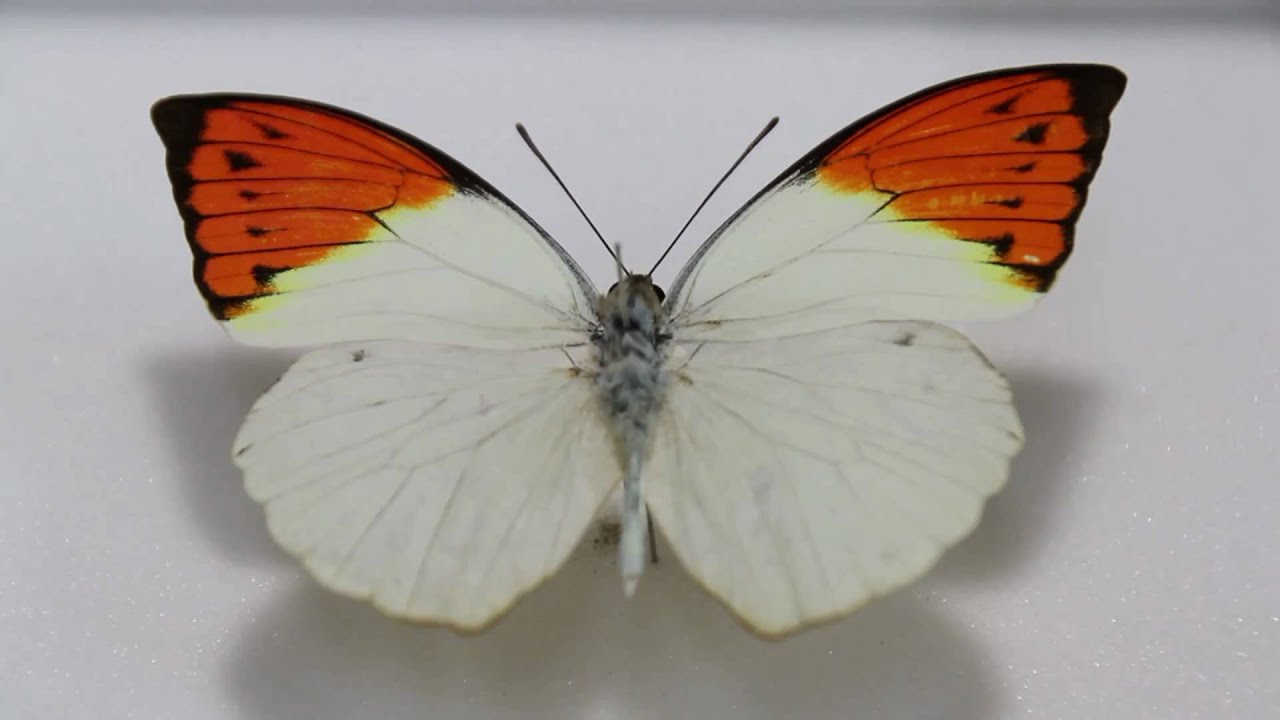 アンダマンツマベニチョウ♂♀ 標本☆アンダマン島南インド産完璧完品