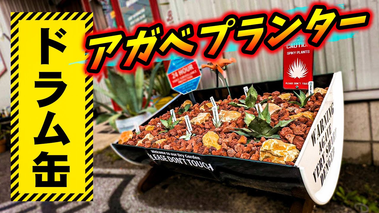 アガベ】 ドラム缶プランターを使ってみる！H&M factory製 No.079