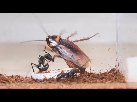 パラポネラ（巨大アリ）にゴキブリを狩らせた - YouTube