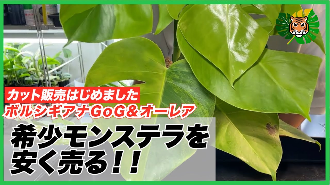 新芽予約販売】モンステラ・デリシオーサ var. ボルシギア 'オーレア