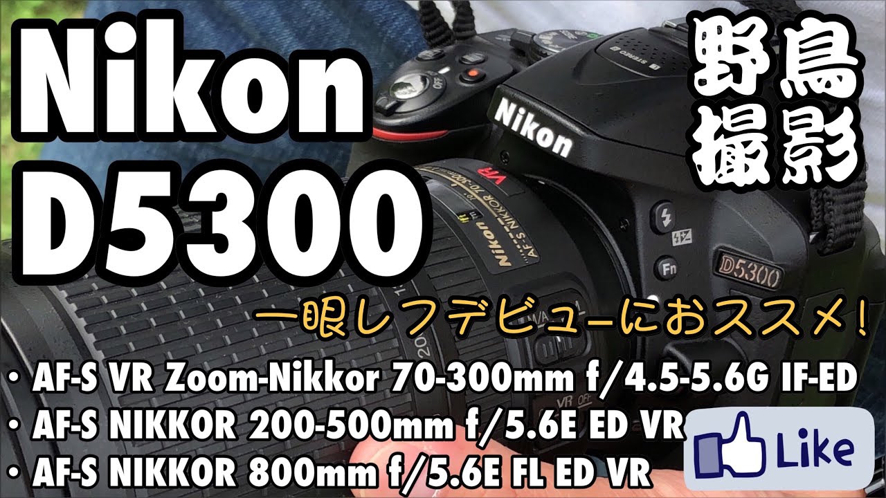 ☆C♪R☆ Nikon D5300！野鳥撮影！AF-S70-300、200-500、856。 - YouTube