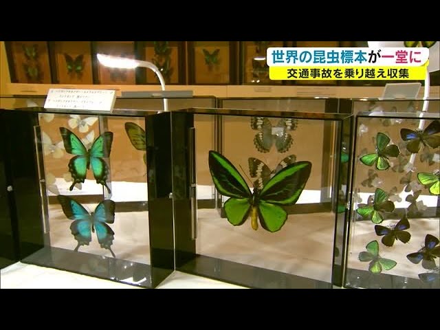 世界一美しいチョウとは…約2000点展示 交通事故から生還し昆虫