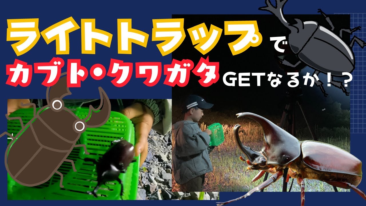 ライトトラップでカブトムシ、クワガタムシ取りに挑戦！ | 昆虫採集