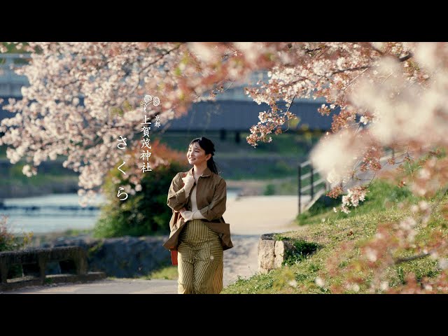 京都 上賀茂神社】さくら - YouTube