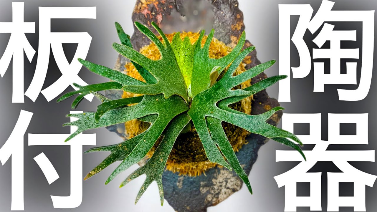 ビカクシダ】この着生材「流行る」こと間違いなし…【コウモリラン