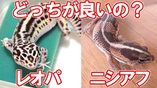 レオパとニシアフどっちが初心者向きなのか？ - YouTube