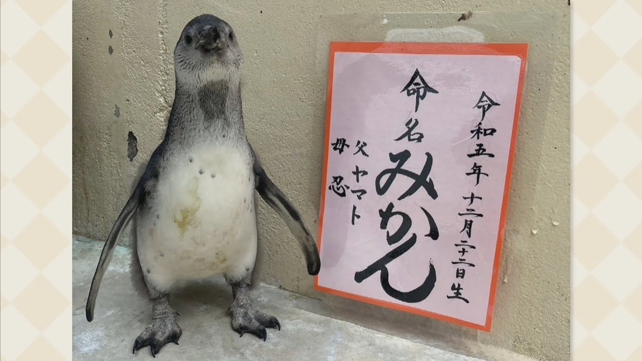 新屋島水族館のペンギンのひな 投票で名前が「みかん」に決定 高松市